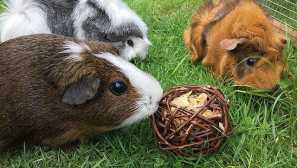 Как да направите играчки за морско свинче